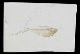 Diplomystus Fossil Fish - Wyoming #101196-1